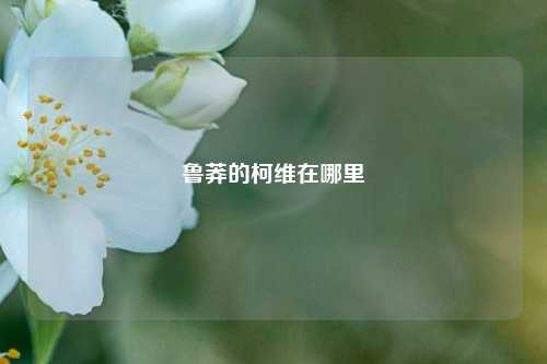 鲁莽的柯维在哪里